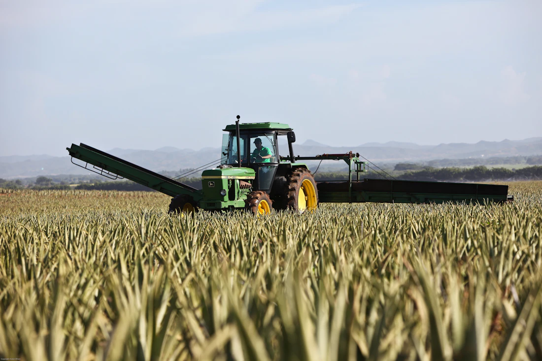 Barley harvest