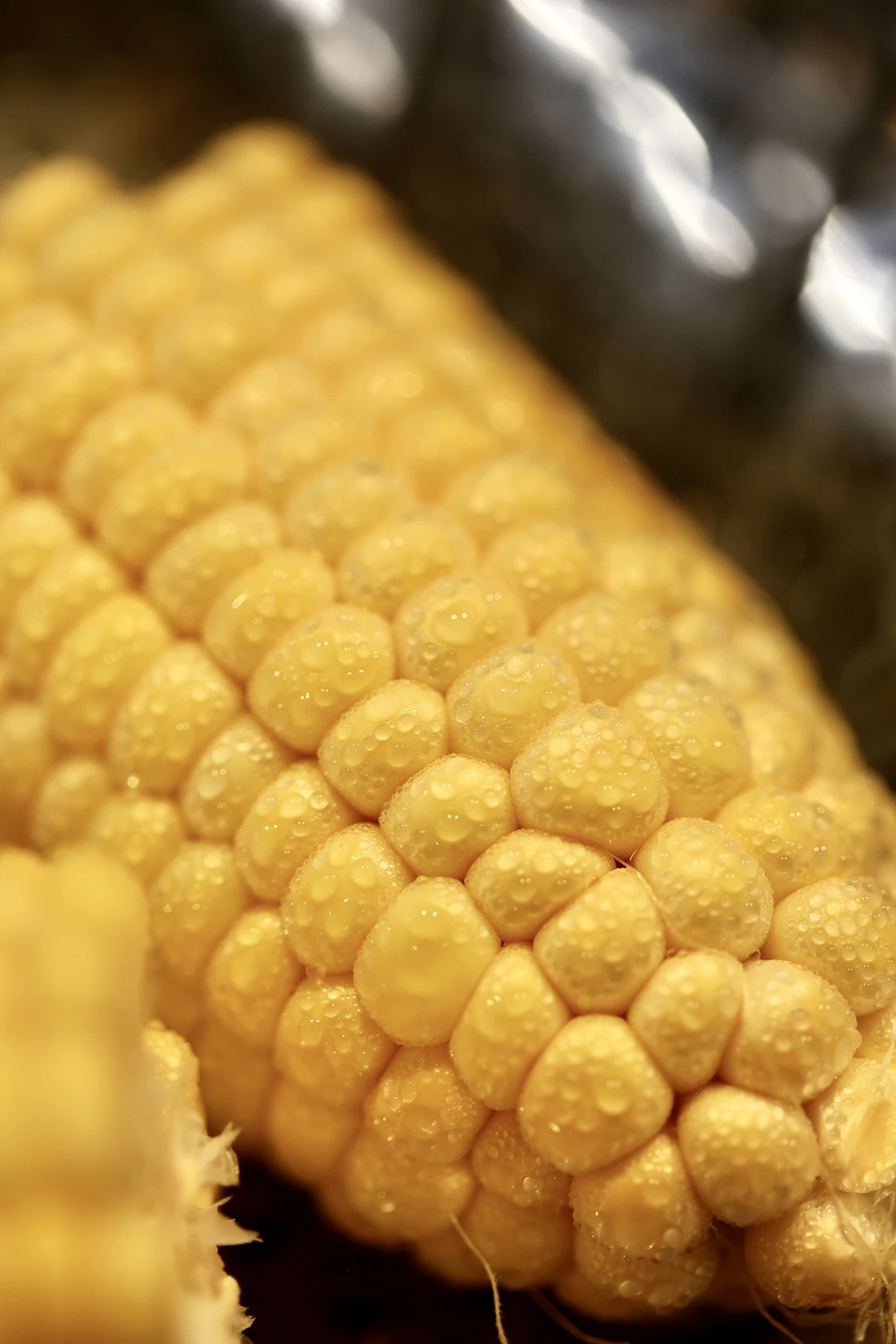 Corn DDGS