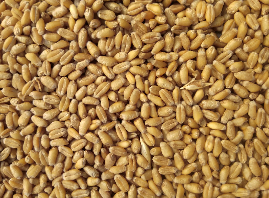 Grain close-up