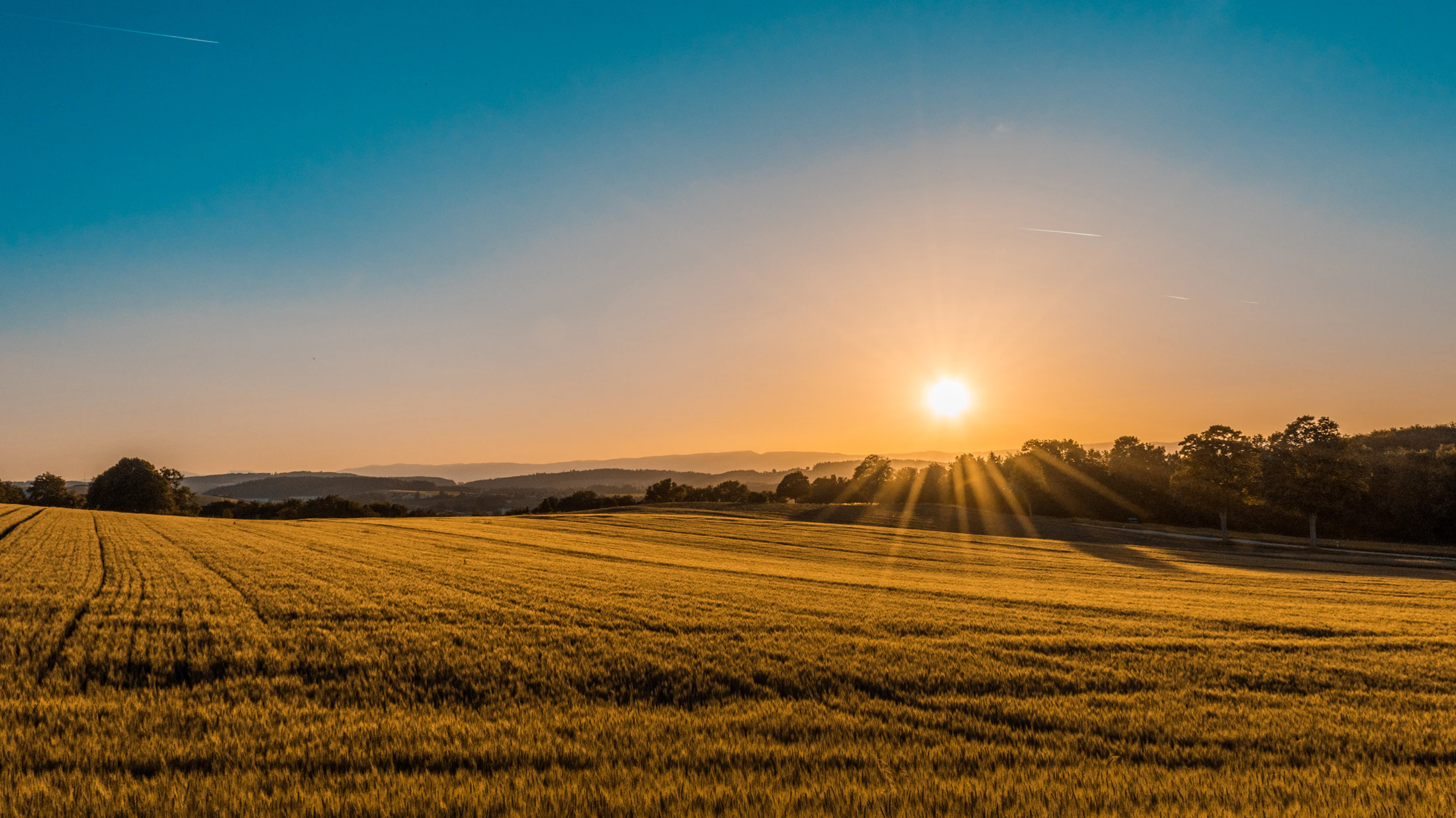 Golden field at sunset in Serbia