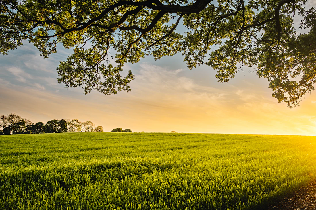 Soybean field