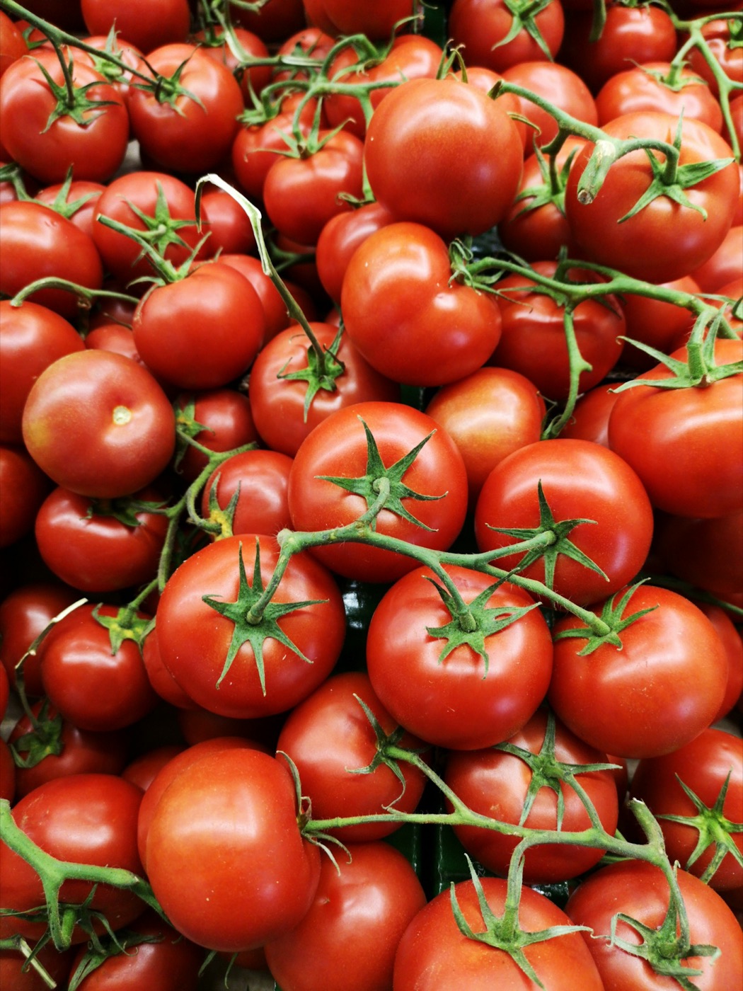Tomato plants loaded with ripe fruit — Mediterranean harvest for export-grade tomato paste