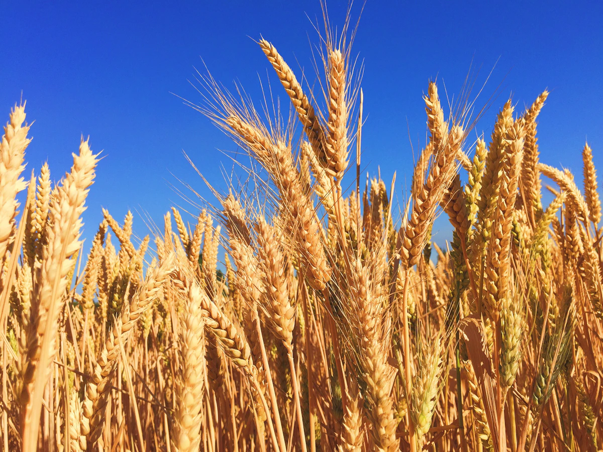 Ripe wheat ears